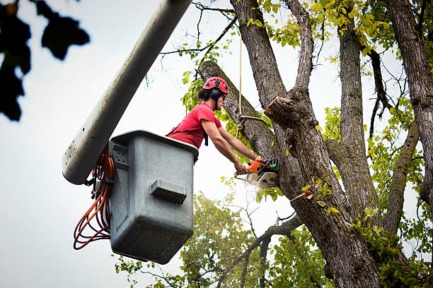 Best Tree Removal Services  in Brownstown, IN